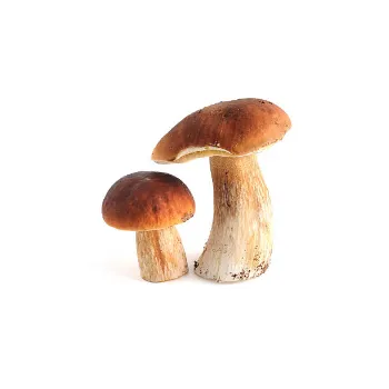 Mushroom (11)-5505287-31481.webp